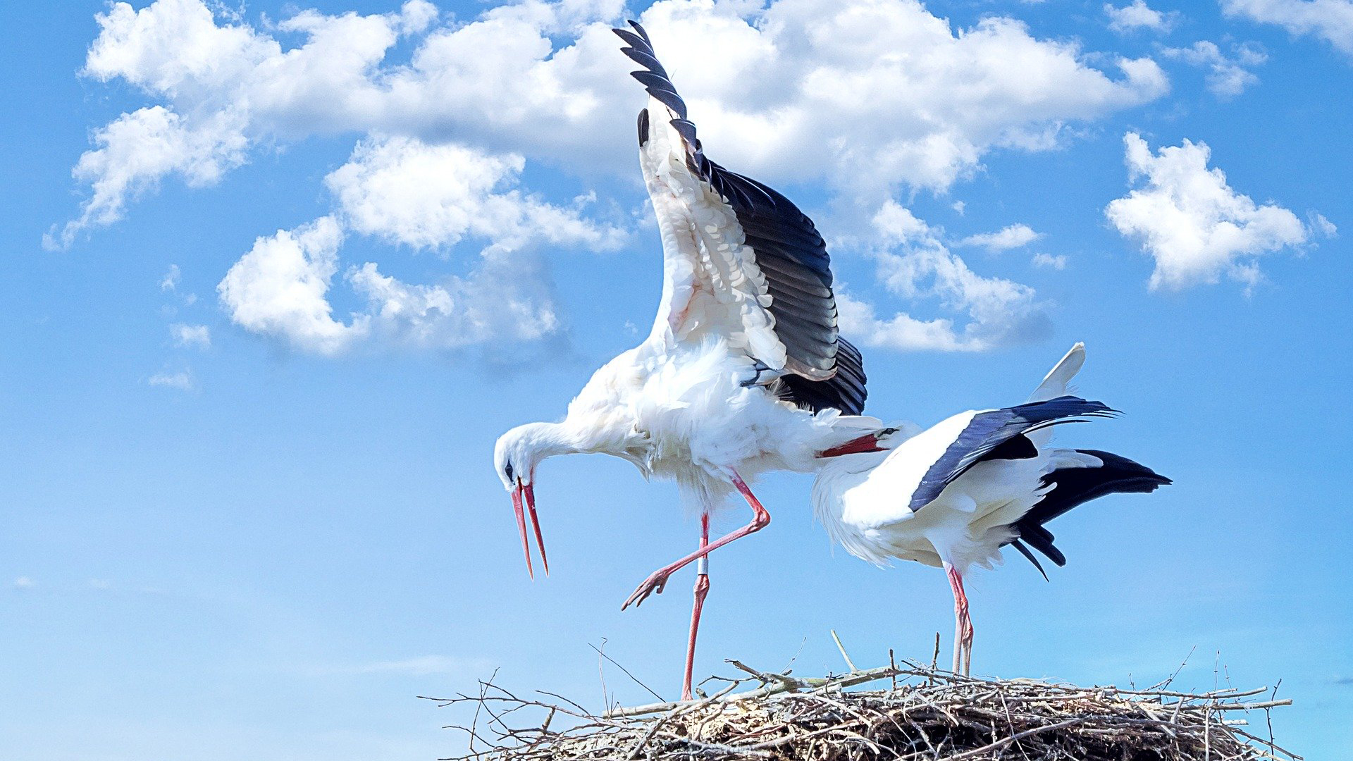 In spring, there are storks!