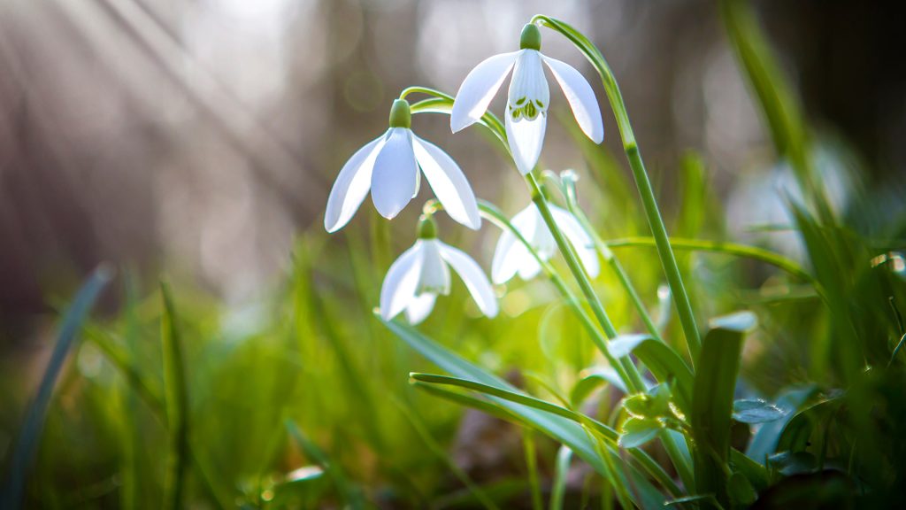 The image shows a close-up of several delicate snowdrop flowers (Galanthus nivalis) in bloom. Their pristine white petals droop gracefully, with subtle green markings visible on the inner segments of some blossoms. Slender green stems support the flowers, rising from a bed of vibrant green grass and foliage. The background is softly blurred with muted tones of brown and grey, suggesting a natural outdoor setting. Sunlight filters through from behind, creating a gentle illumination and highlights on the petals and leaves.